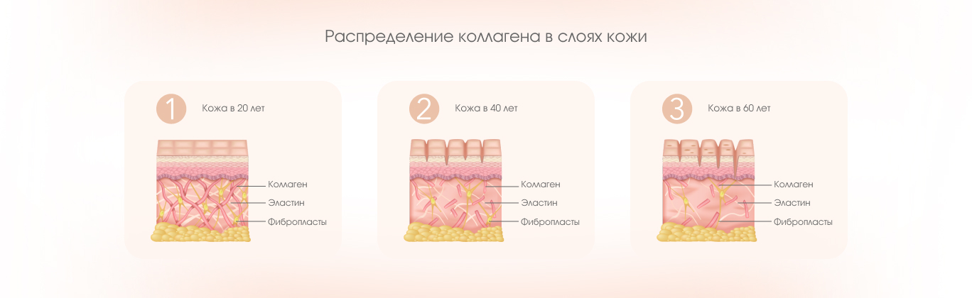 Распределение коллагена в слоях кожи