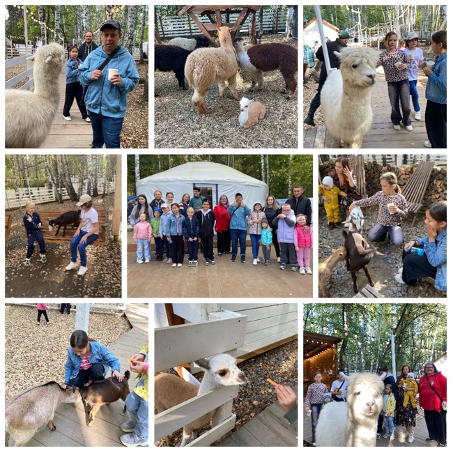 Парк альпак сентябрь